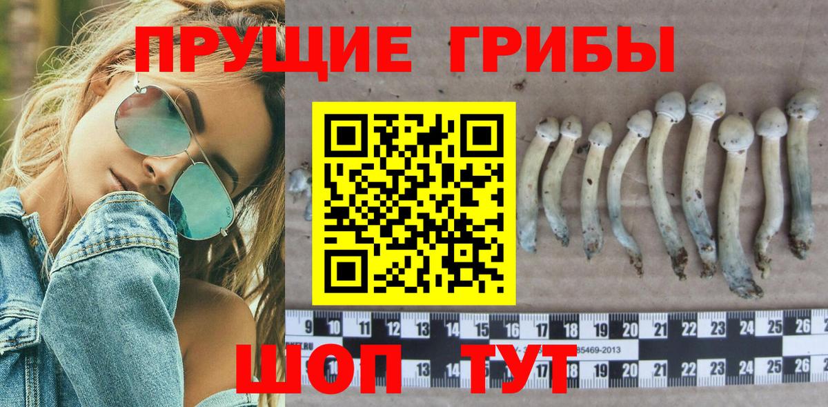 Галлюциногенные грибы Psilocybe Узловая