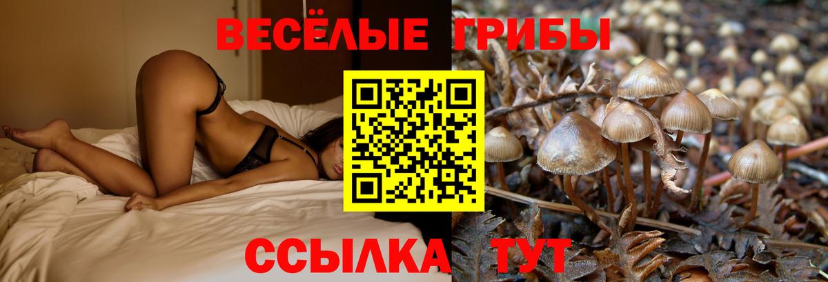 Псилоцибиновые грибы Psilocybe  Вход с VPN  Узловая  Галлюциногенные грибы Psilocybine cubensis 